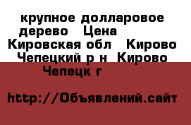 крупное долларовое дерево › Цена ­ 1 000 - Кировская обл., Кирово-Чепецкий р-н, Кирово-Чепецк г.  »    